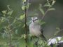 Day05 - 06 * Chalk-browed Mockingbird